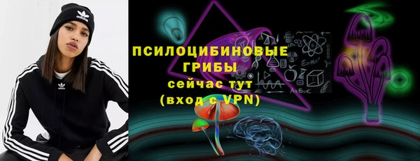 прущие грибы Новозыбков